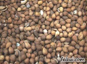 苏籽图片,探寻江南水乡的韵味与风情