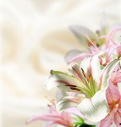 百合网图片,邂逅爱情的浪漫画卷