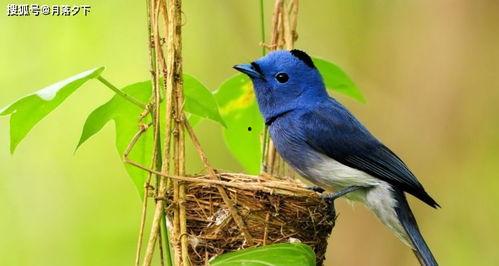 八卦律师是什么鸟